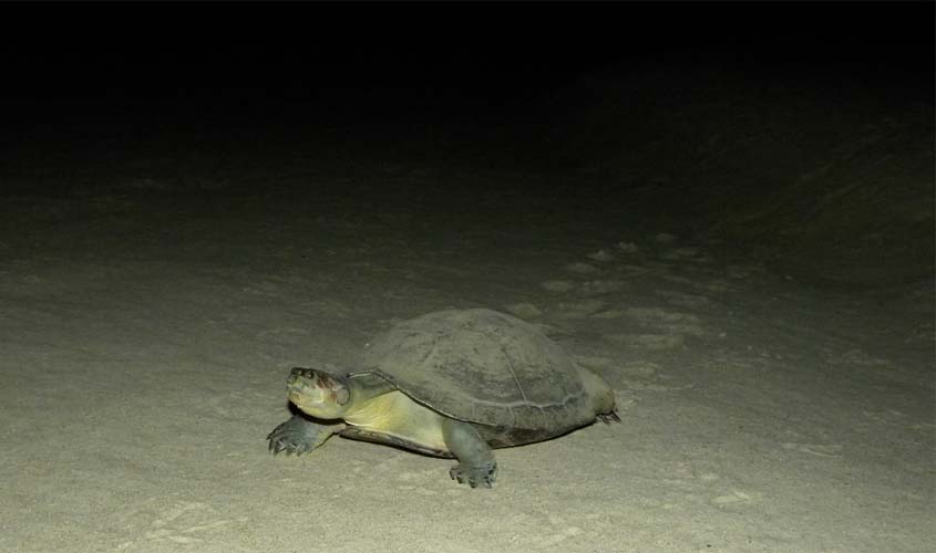 Tartarugas na Amazônia escolhem o melhor lugar na praia para depositar ovos