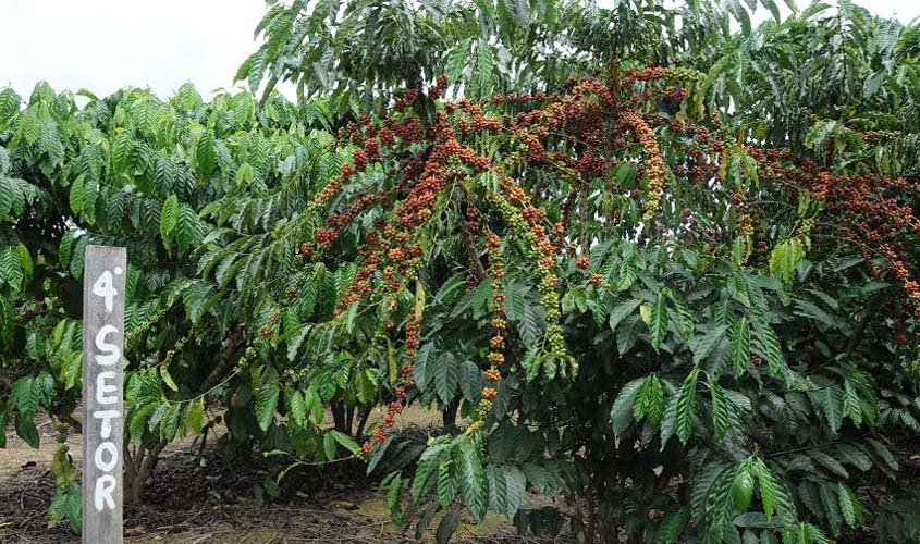Produção de café em Rondônia é tema de audiência pública em Alta Floresta do Oeste. Vídeo