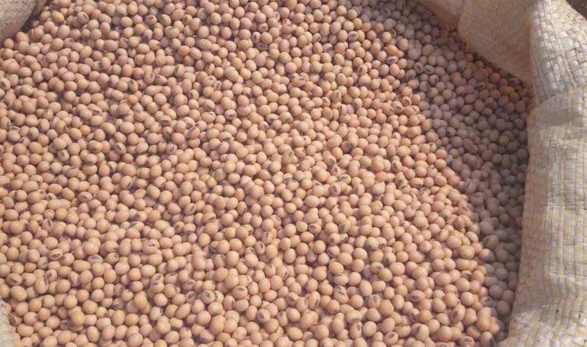 Período de proibição de plantio de soja encerra nesta sexta-feira