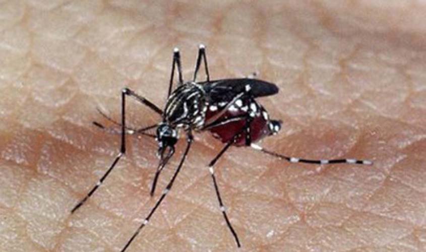 MINUTO DA SAÚDE: o que são dengue, zika e chikungunya?