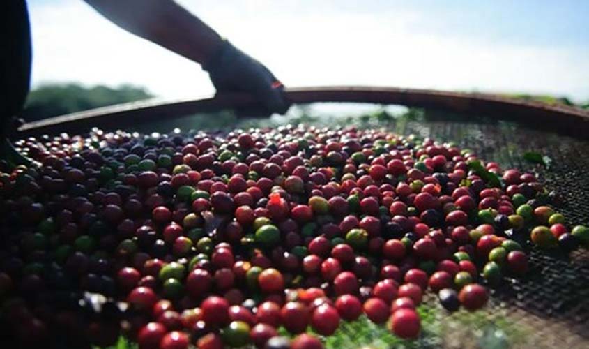 Preços do café arábica disparam em abril