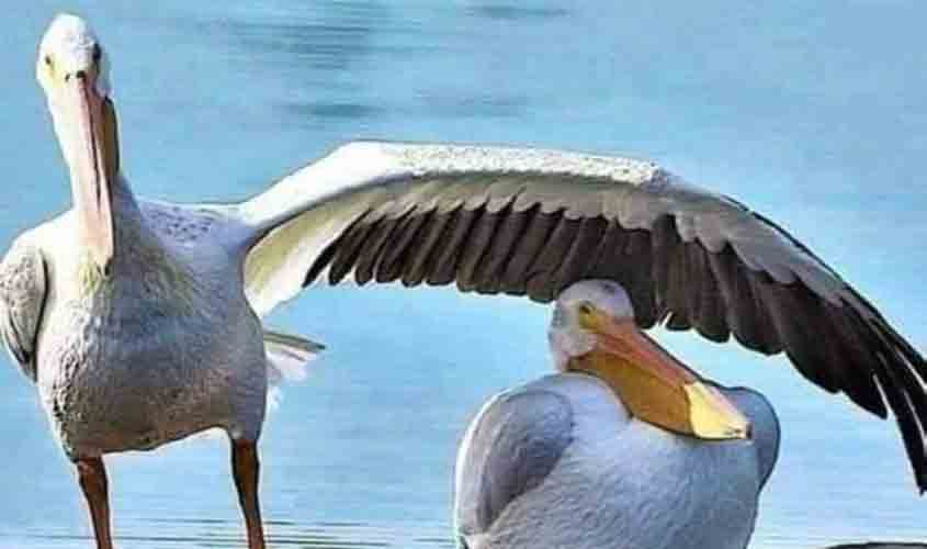 O DIA NA HISTÓRIA - 1 DE FEVEREIRO