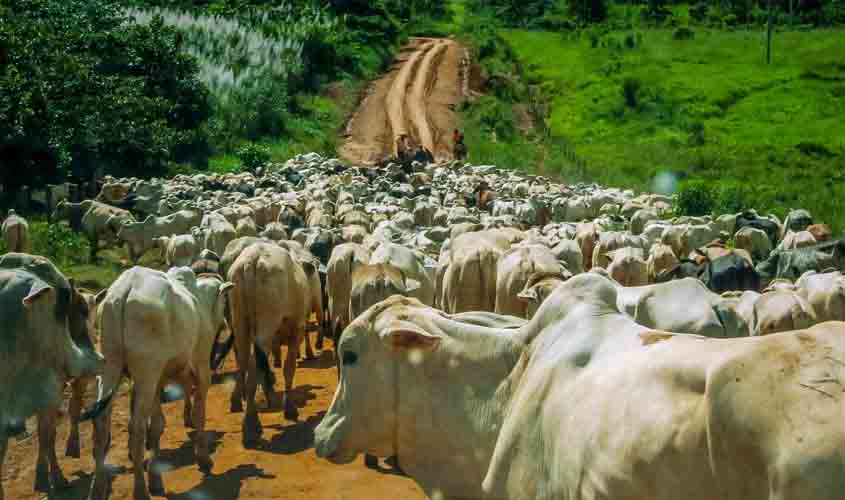 Idaron reforça combate a focos de raiva transmitida por morcegos em Rondônia