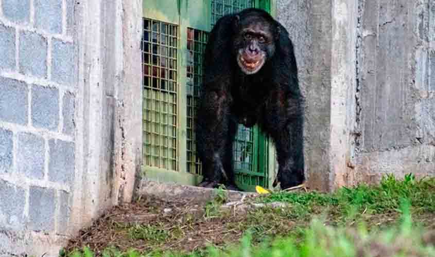 Último chimpanzé da Colômbia chega ao Brasil