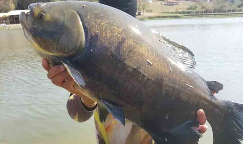 Tecnologia e Sustentabilidade na Piscicultura: Destaques do Festival de Peixes