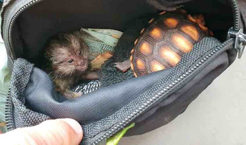 Operação Mercatio: Ibama combate tráfico de animais silvestres