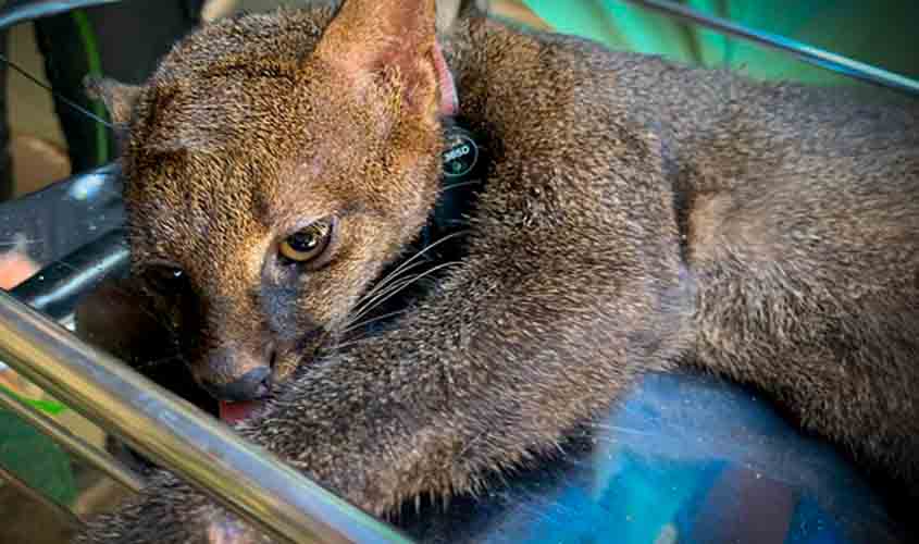 Gato-mourisco retorna à natureza com colar de monitoramento