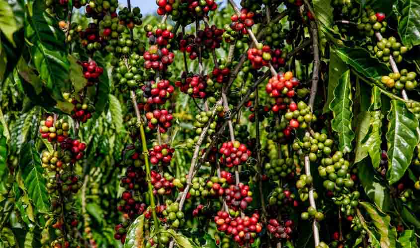 Governo vai investir R$ 800 mil na cafeicultura; proposta é incentivar estocagem do café