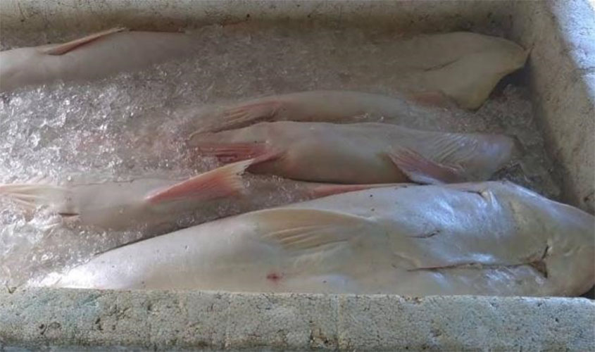 Capitania Fluvial de Porto Velho e o batalhão de Polícia Ambiental de Roraima apreendem mais de 800 quilos de pescado