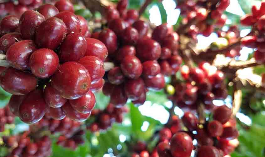 A polícia militar foi acionada e o vigilante contou que estava em seu posto de trabalho quando foi fazer uma ronda e avistou dois suspeitos