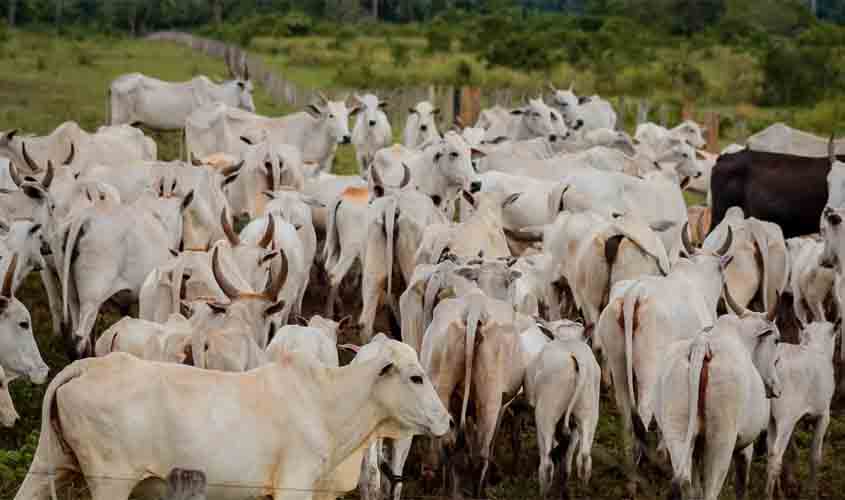 Prazo para declaração de rebanhos de Rondônia a Idaron é prorrogado para 18 de junho