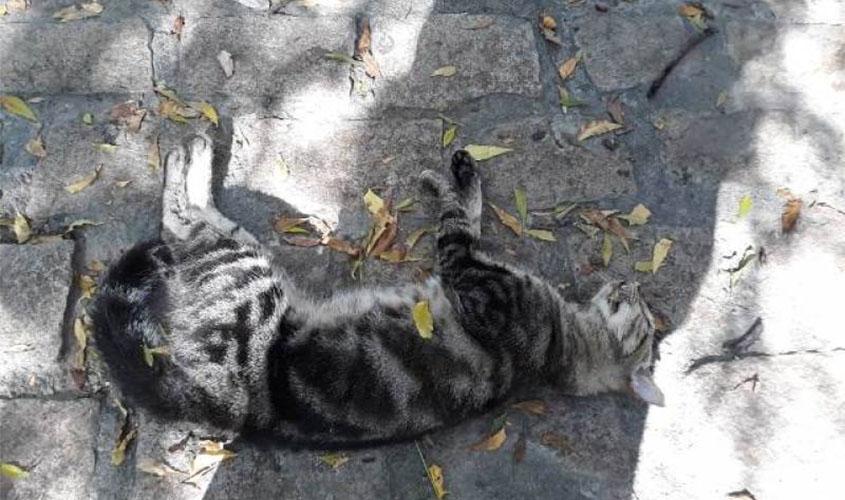 Homem aciona a polícia após enterrar mais de 20 gatos que apareceram mortos em seu quintal