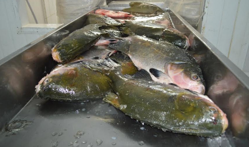 Festival de Tambaqui de Rondônia vai distribuir seis toneladas de peixe assado 