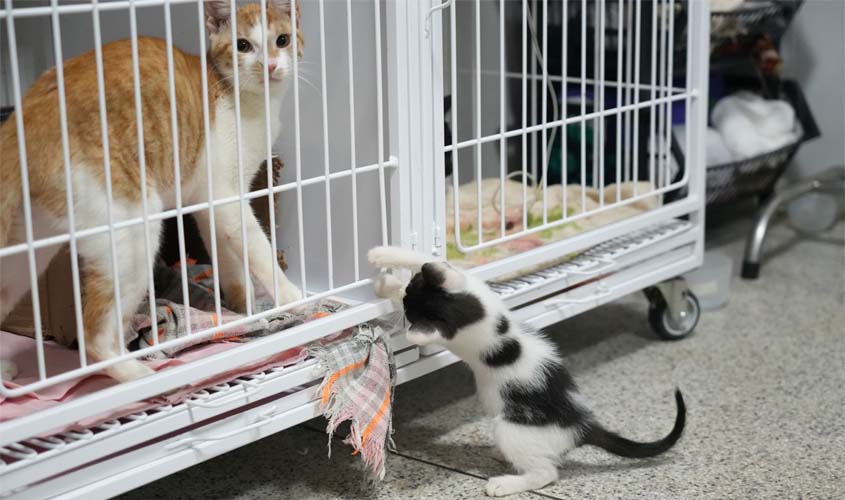 Do resgate à adoção: caminho dos animais até um novo lar
