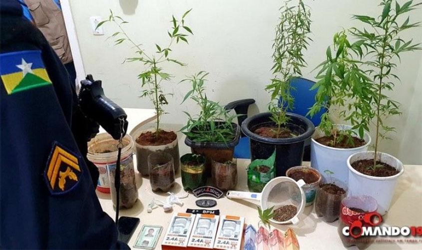 PM prende mulher que estava cultivando pés de maconha dentro de casa