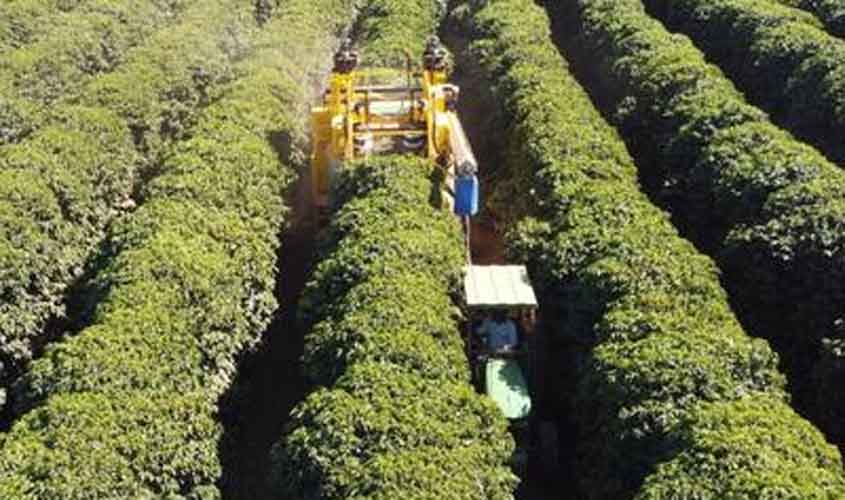 Escassez de mão de obra acelera mecanização da colheita de café