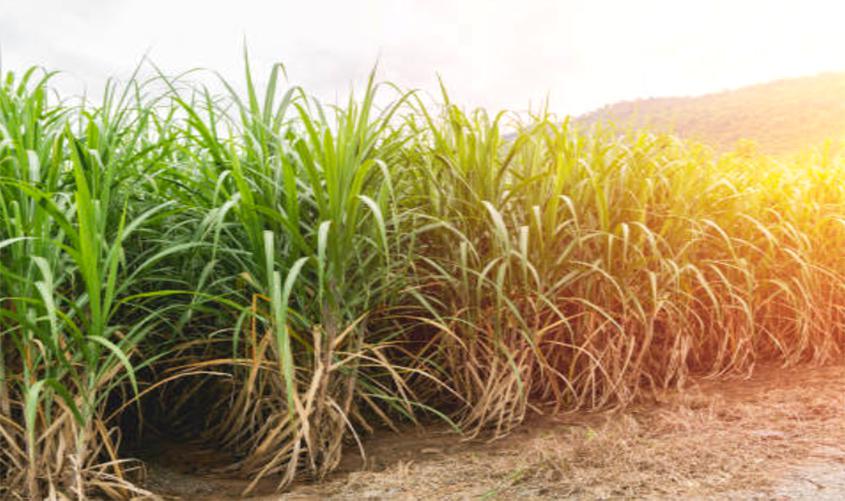 Cortador de cana obtém direito a intervalo para se recuperar de exposição ao calor