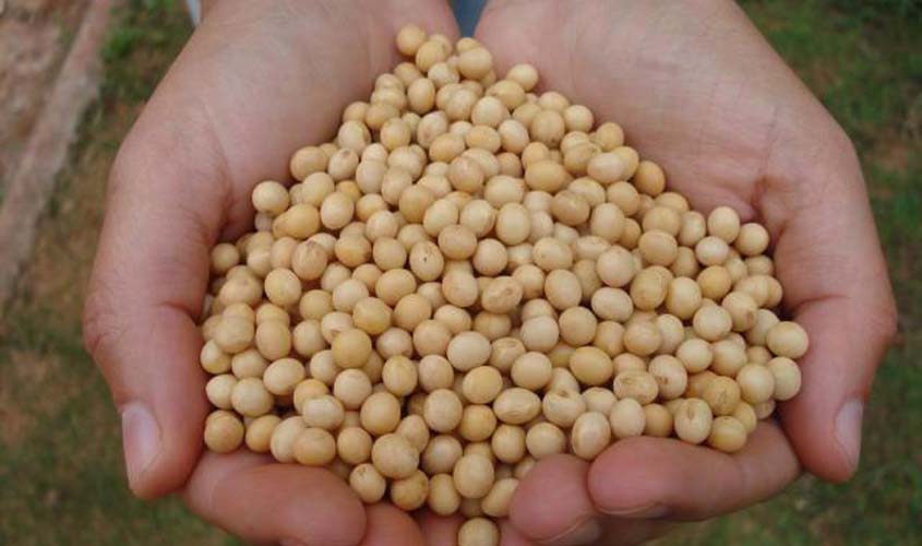 IBGE: soja está presente em 35 municípios rondonienses