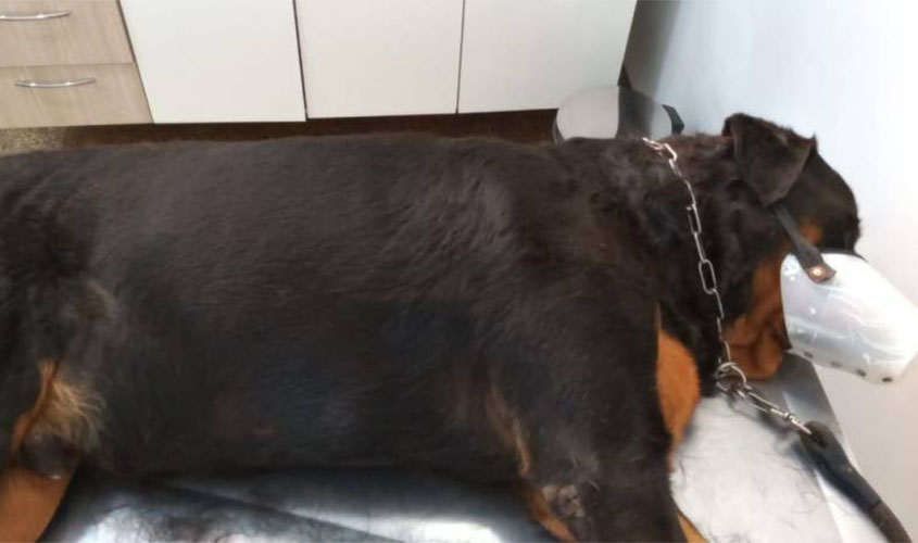 Morte de cães por envenenamento desafia moradores de bairro; dona relata agonia de Rottweiler