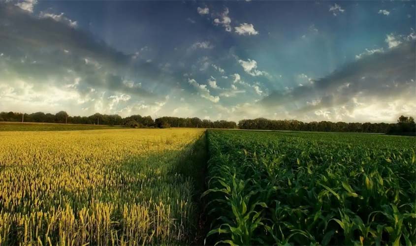 Área com plantio de grãos cresce 20% em Rondônia