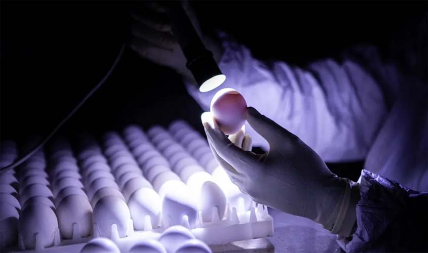 Carga com ovos para produção de vacinas do Butantan está parada por conta da paralisação de caminhoneiros