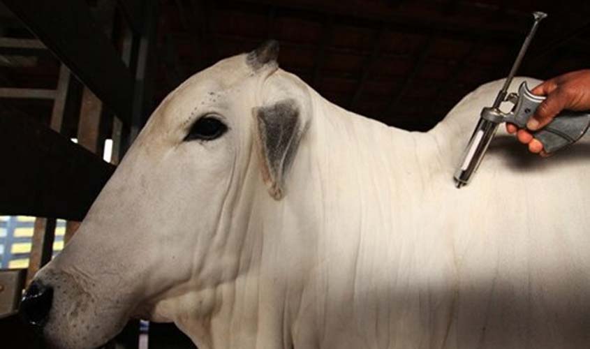 Produtores de gado começam a segunda etapa de vacinação contra febre aftosa