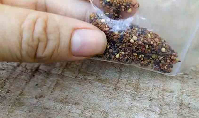 Senadores defendem investigação sobre envio de sementes a brasileiros