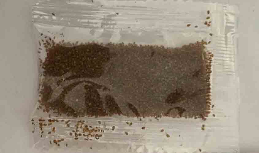 Governo de Rondônia reforça alerta fitossanitário à população sobre sementes de origem desconhecida