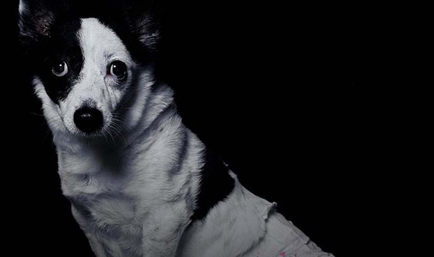 Teoria do Elo alerta risco social da violência contra animais