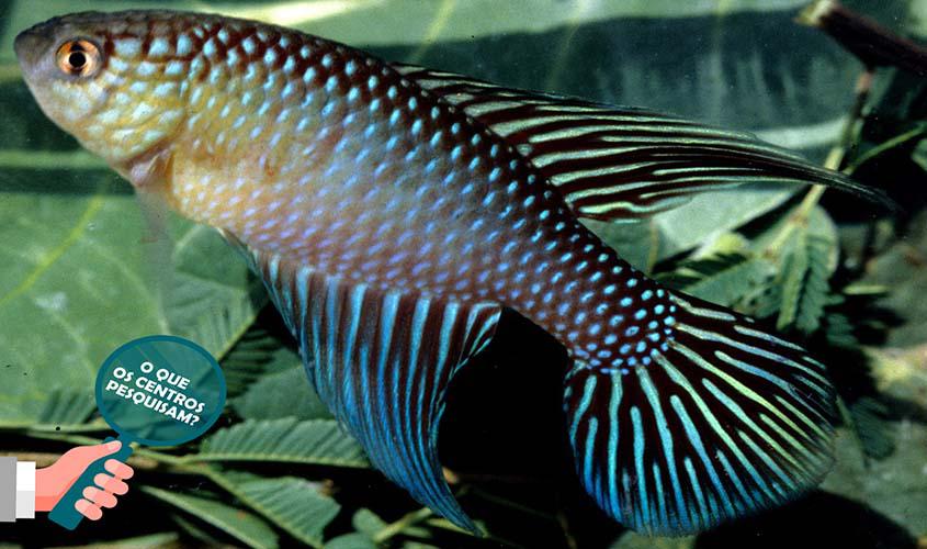 Rivulídeos, os peixes que chegam com as chuvas