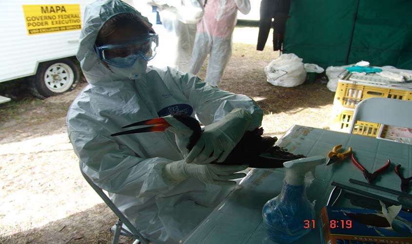 Artigo aborda coronavírus em aves migratórias