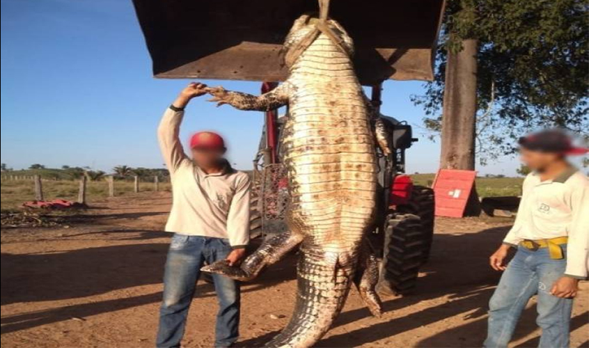 Jacaré gigante é capturado em fazenda próxima ao rio Guaporé, em Cabixi, e exibido em grupos no WhatsApp