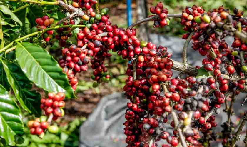 Início da colheita do café em Rondônia será celebrado neste sábado, 2, no município de Novo Horizonte do Oeste