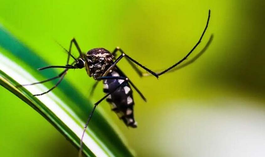 Brasil contabiliza mais de 2,4 milhões de casos de dengue