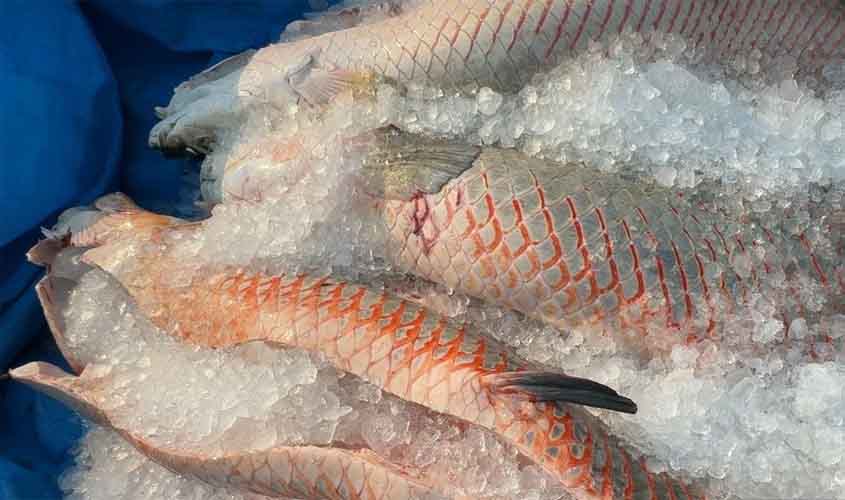 Projeto do governo de RO é reconhecido em Brasília como modelo no controle do Pirarucu invasor