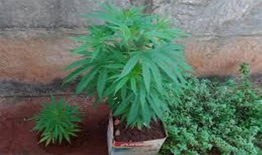 Em ação contra o tráfico, polícia encontra plantação de maconha e prende 5, um deles suspeito de quatro homicídios