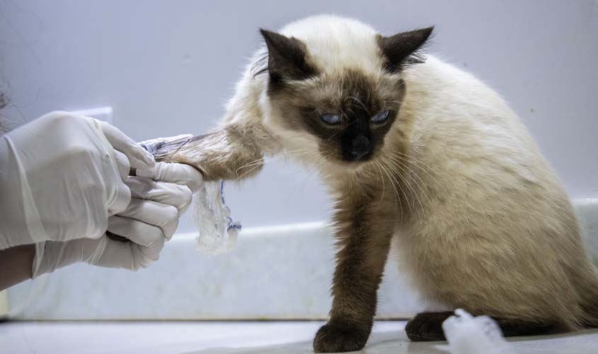 Prefeitura oferece castração gratuita para animais domésticos