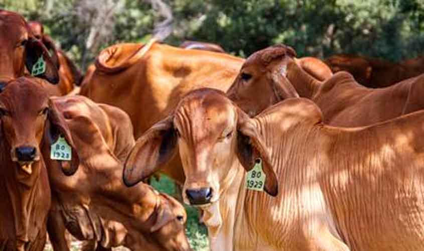 Boi gordo recua 2,13% e arroba é negociada a R$ 310,65; frango e carne suína registram alta nos preços