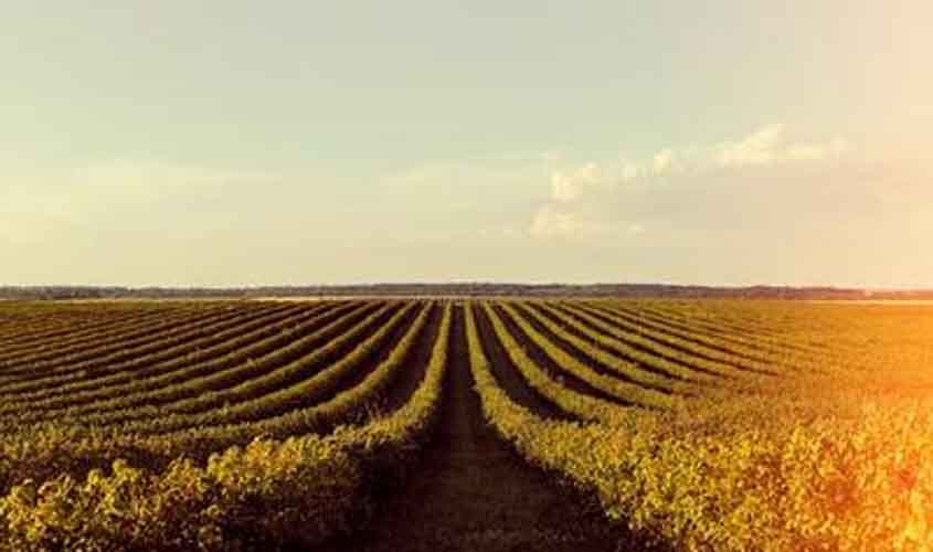 Soja e trigo registram queda de preços no Paraná e Rio Grande do Sul