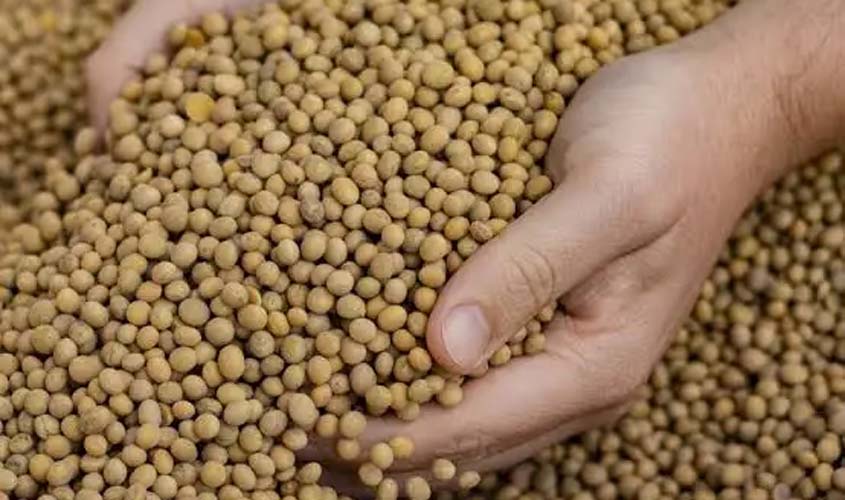 Soja e trigo: confira as cotações de hoje