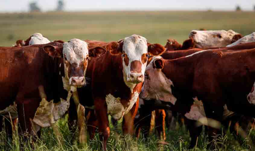 Preços do boi gordo em alta. Frango e Suíno estão estáveis nesta segunda-feira (02)