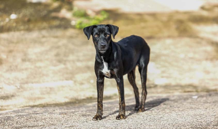 Prefeitura fortalece mecanismos contra maus-tratos de animais domésticos