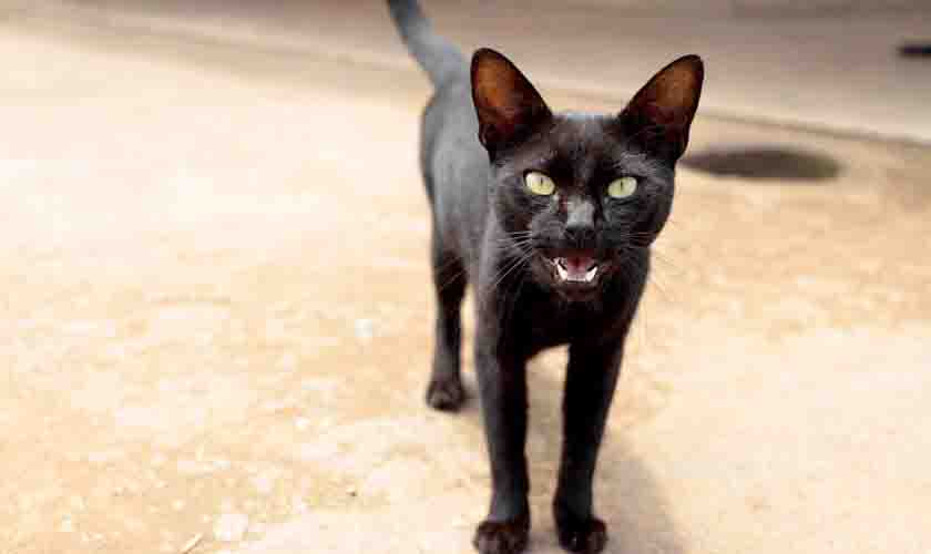 Campanha de Vacinação Antirrábica deve imunizar 45 mil animais em um dia