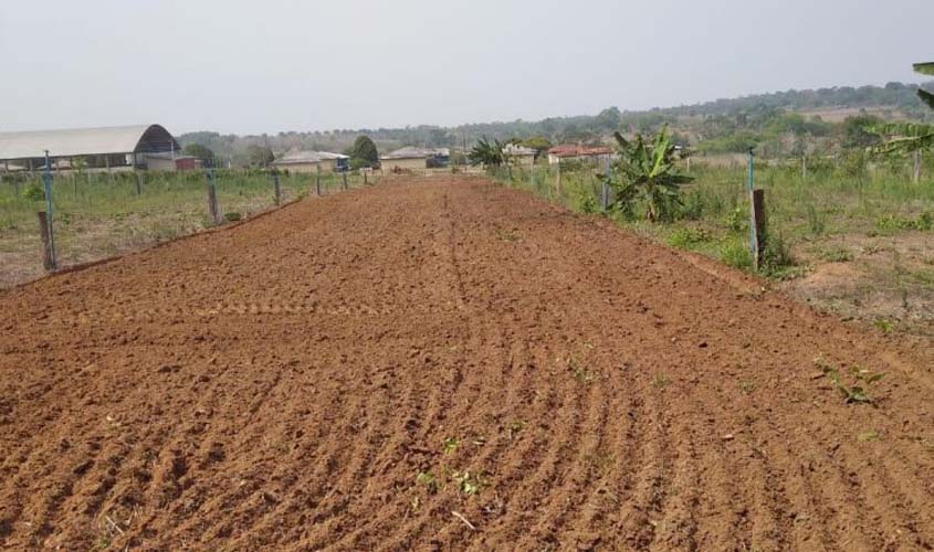 Produtores rurais recebem mudas da Cultivar BRS Capiaçu para nutrição do gado no Território Rio Machado