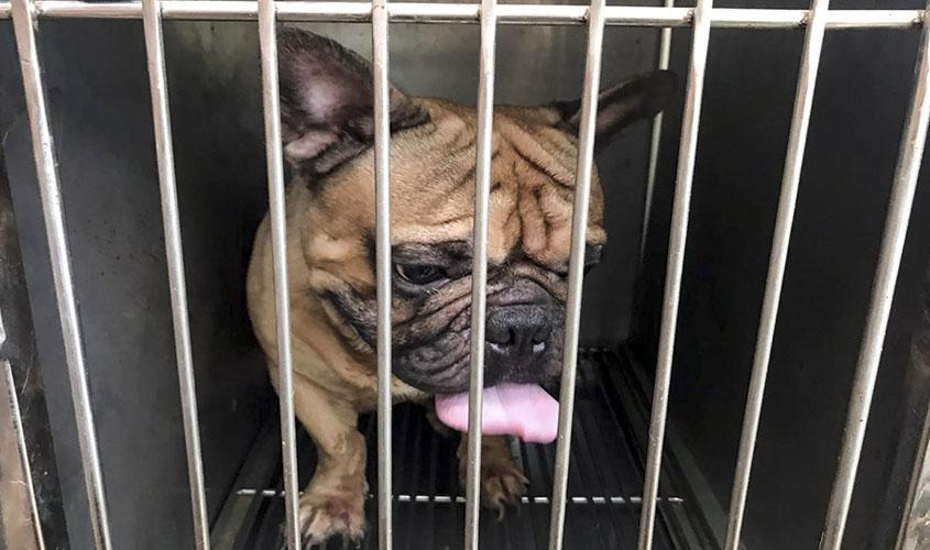 Ibama apreende 36 animais vítimas de maus-tratos em canil abandonado no ES