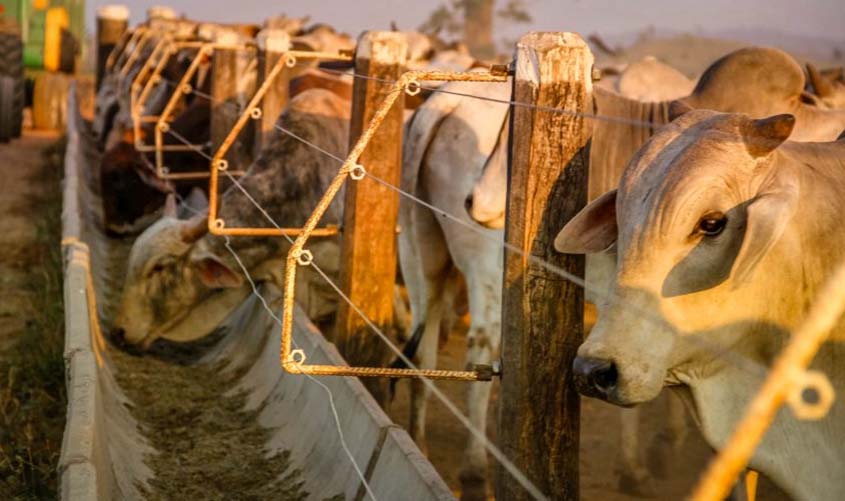 Rondônia bate o pé e não vai vacinar contra a febre aftosa