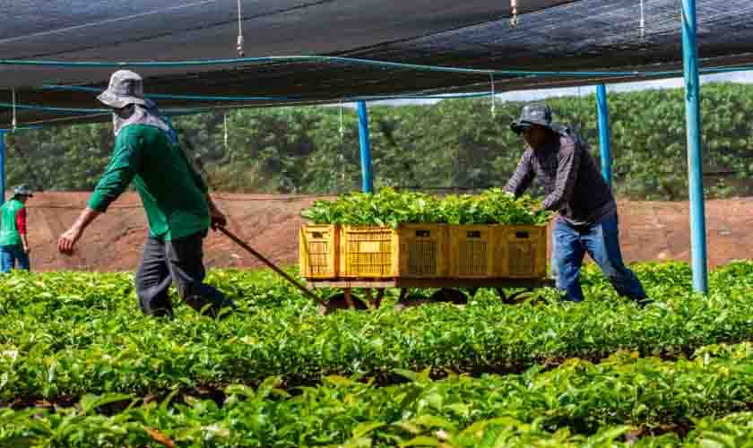 Mudas de café clonal e de cacau serão transportadas para agricultores dos 52 municípios do Estado