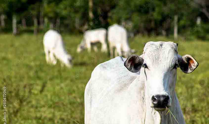 Boi gordo: semana começa com recuo no preço da arroba