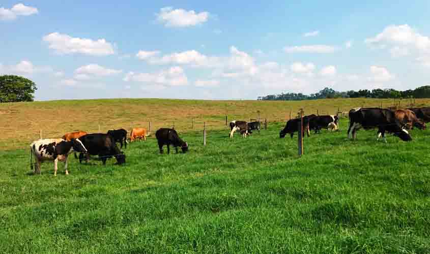 Na Região do Café, bovinocultura leiteira movimentou mais de R$ 50 milhões em 2020