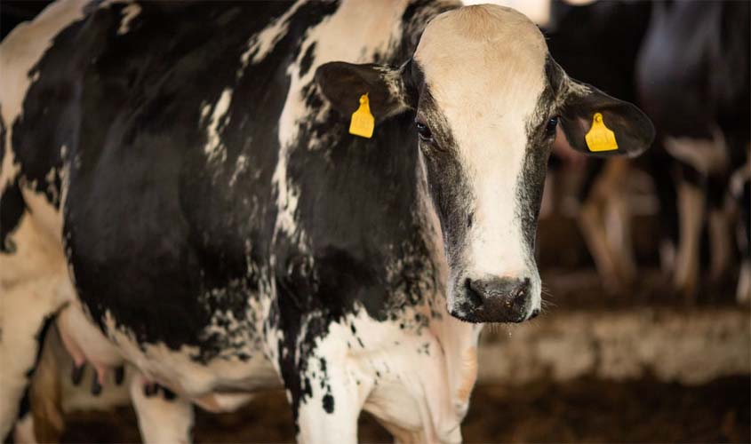 Vaca louca: confirmado que caso recente é atípico